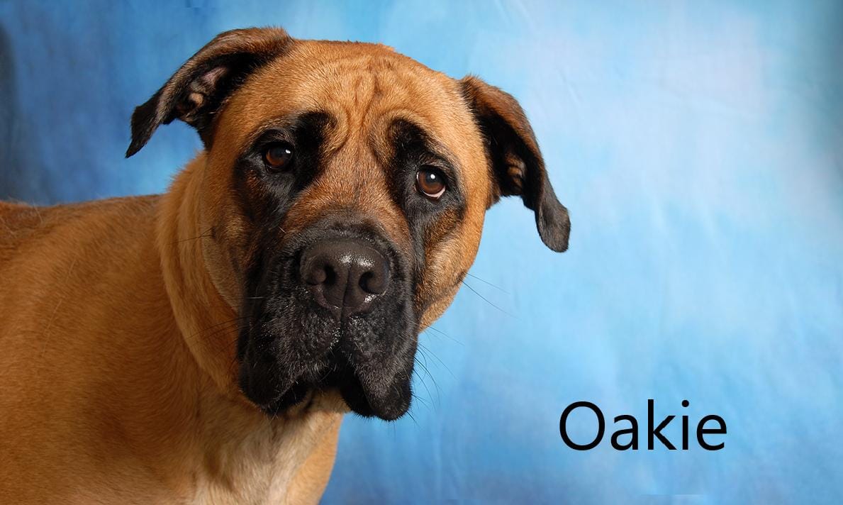 Oakie