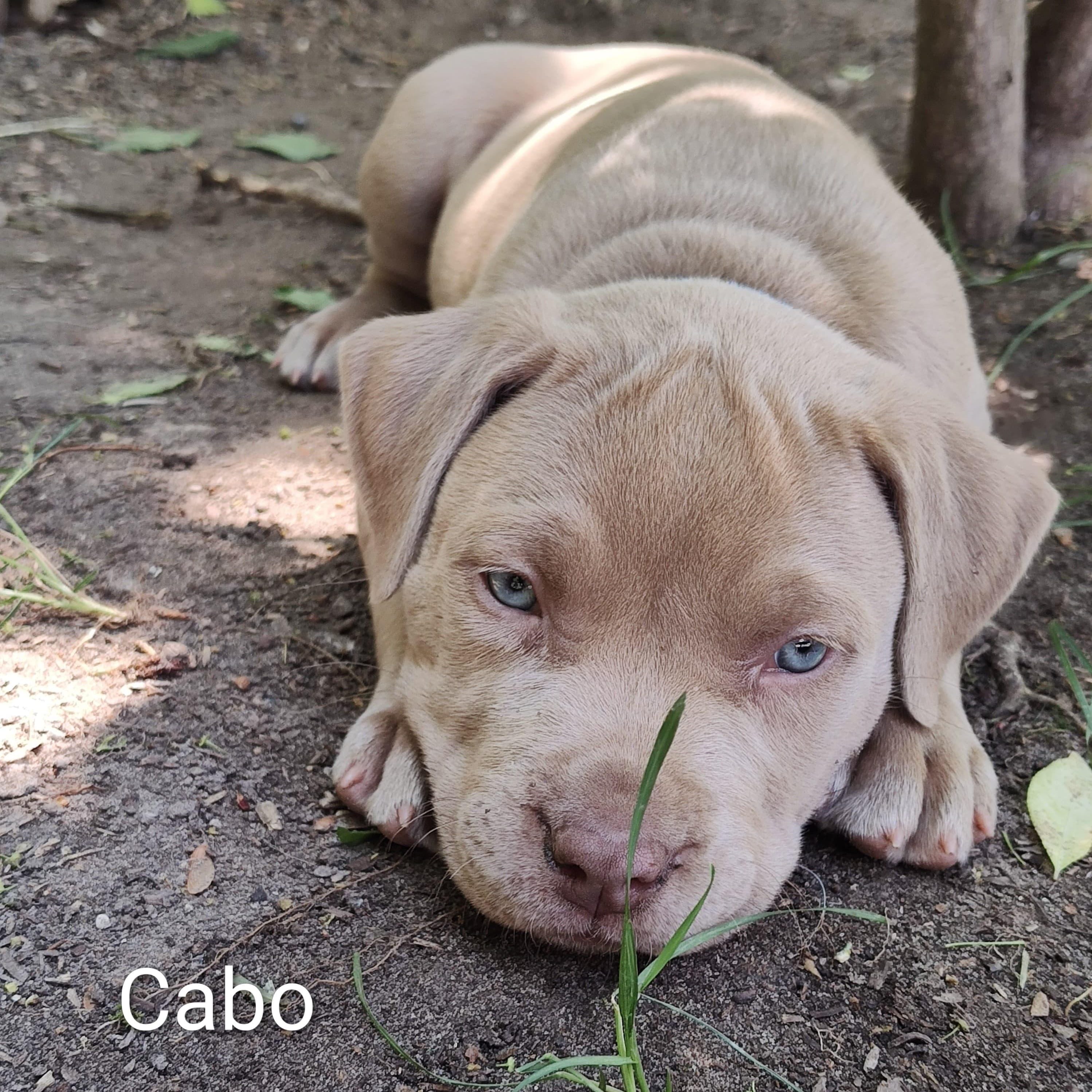 Cabo (vacation island litter)