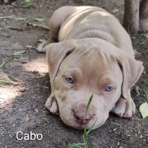 Cabo (vacation island litter)