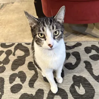 Joey