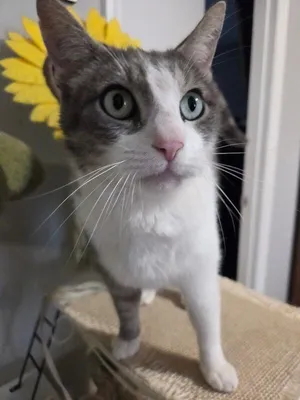 Koji