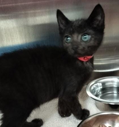 Oogie