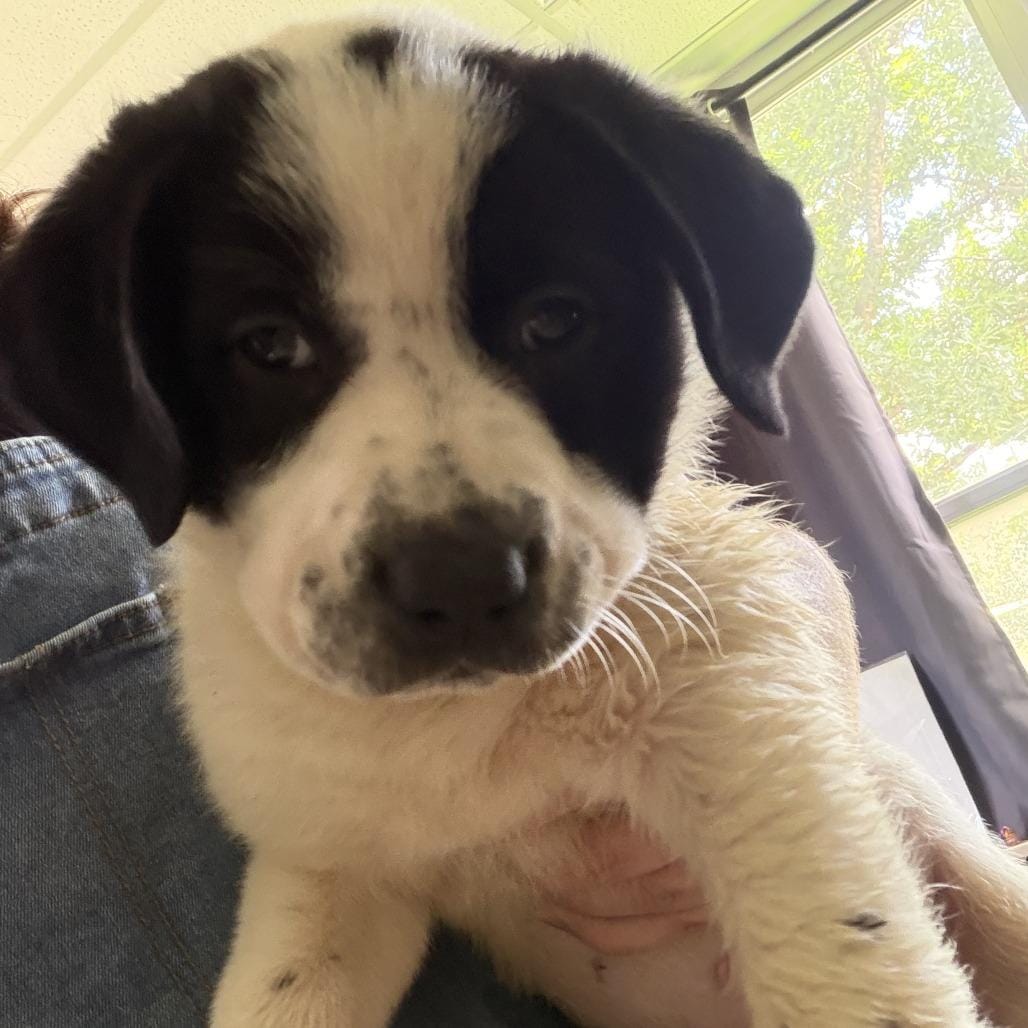 Queen Elizabeth pup 3