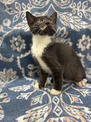 Kahlua