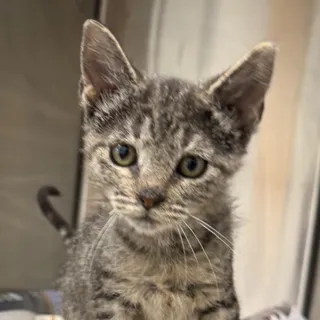 Tootie