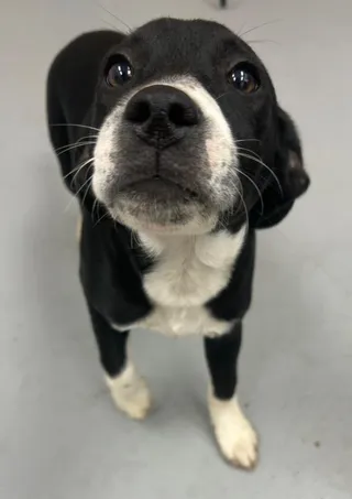 Bo