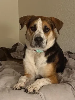 Perla Honey The Snuggle Ready Sweetheart