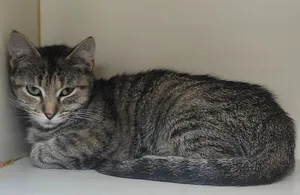 Mya