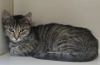 Mya
