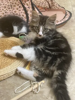 Linus