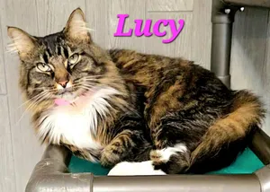 Lucy