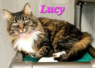 Lucy