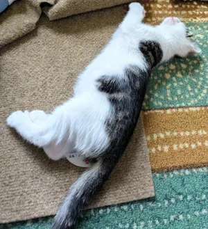 4 PACMAN KITTENS - Meet CLYDE (M)