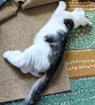 4 PACMAN KITTENS - Meet CLYDE (M)