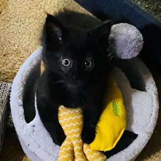 Maverick