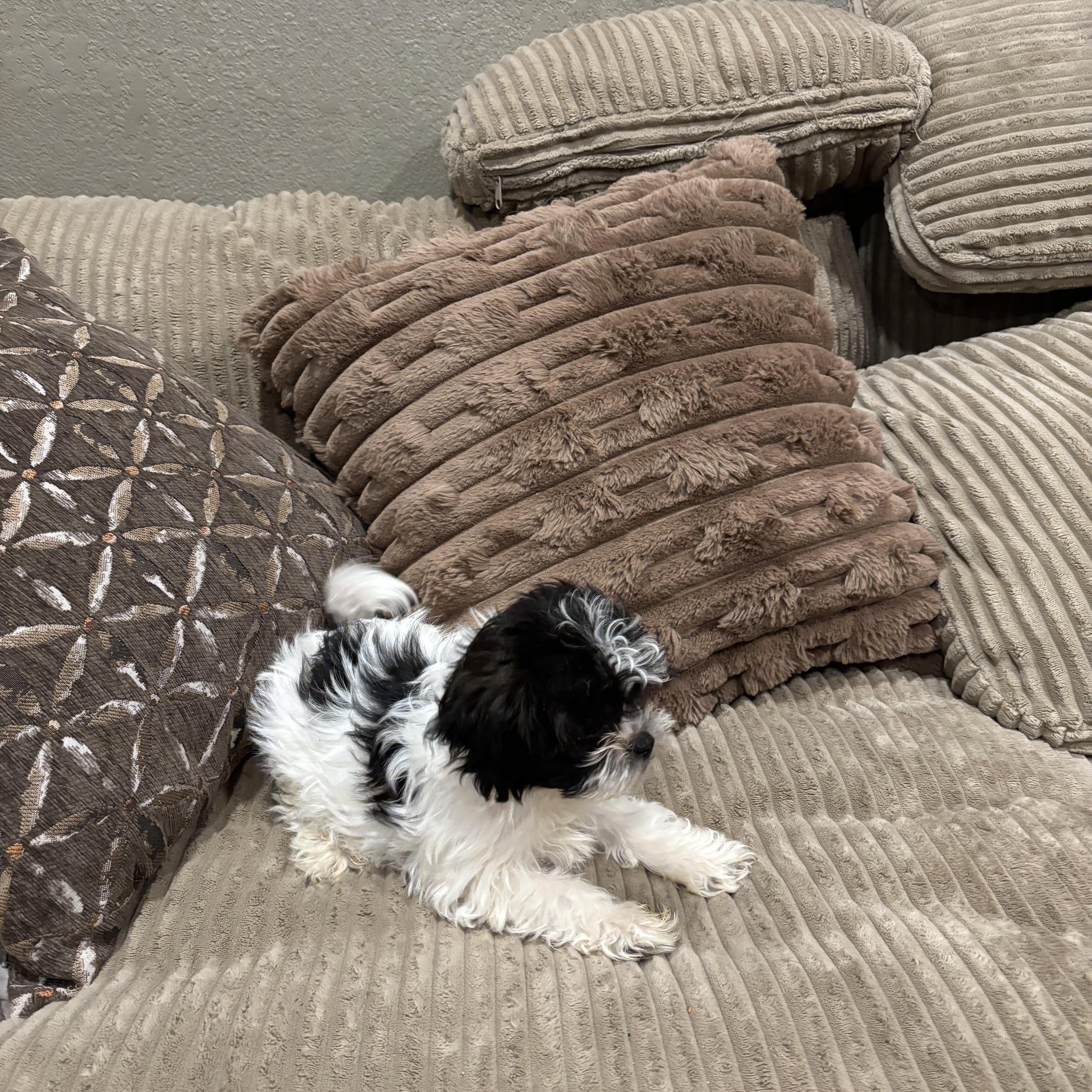 Shih/Tzu puppy