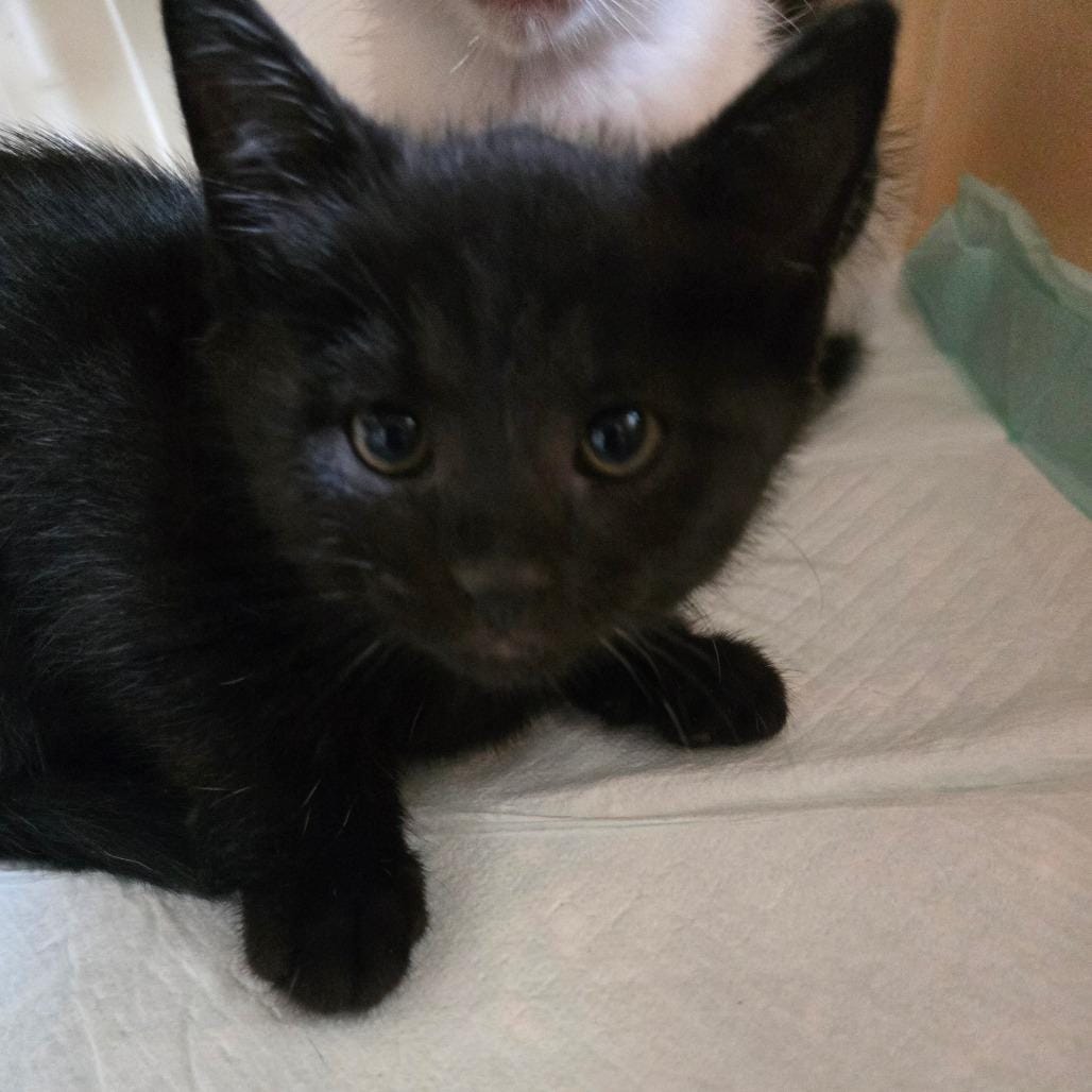 Nova
