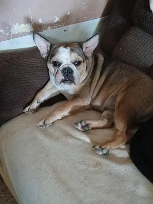 Molly