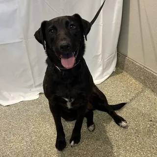 IVHS-Stray-140467