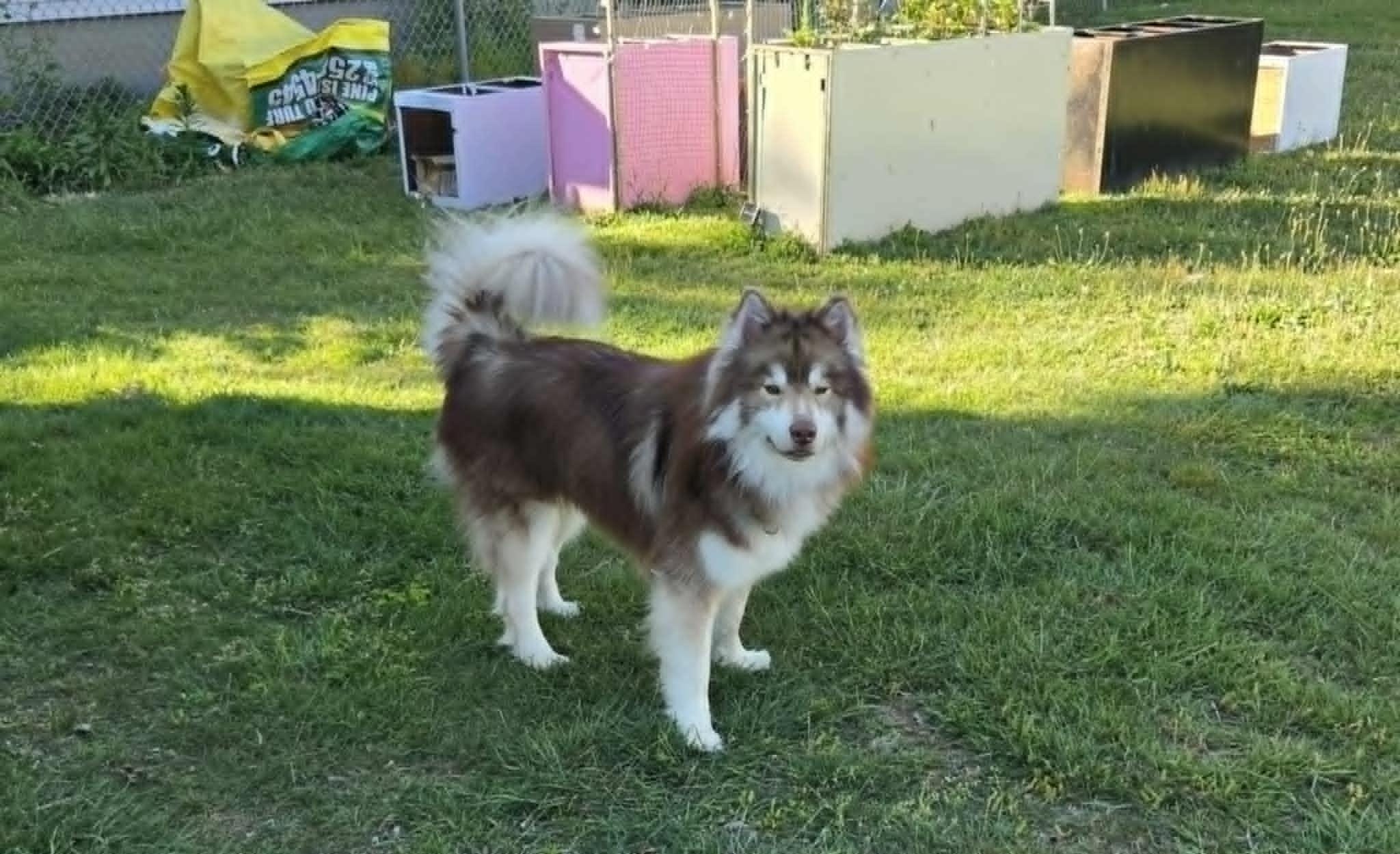 Milo - Urgent Foster or Adopter Needed