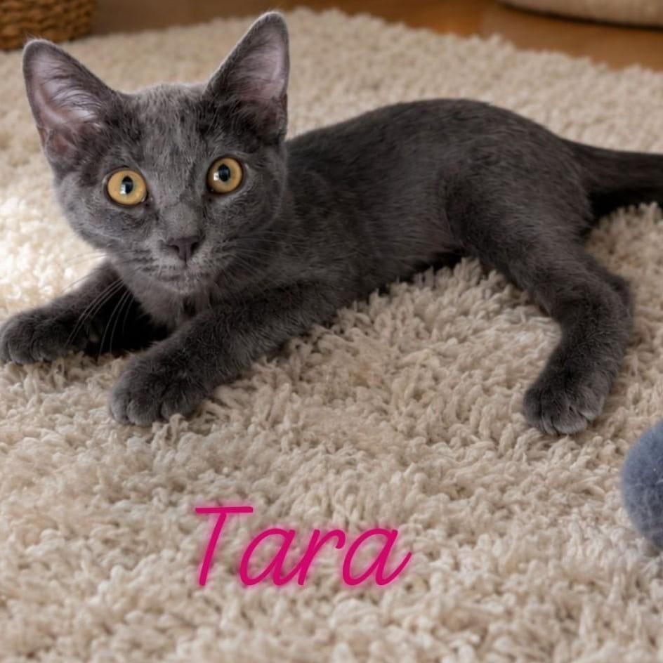Tara