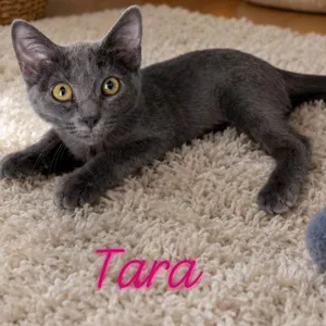 Tara