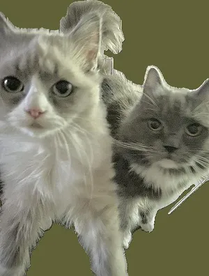 Natia (Bonded with Cococreme)