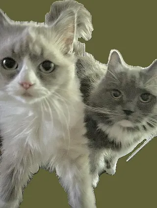 Natia (Bonded with Cococreme)