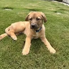 Clyde