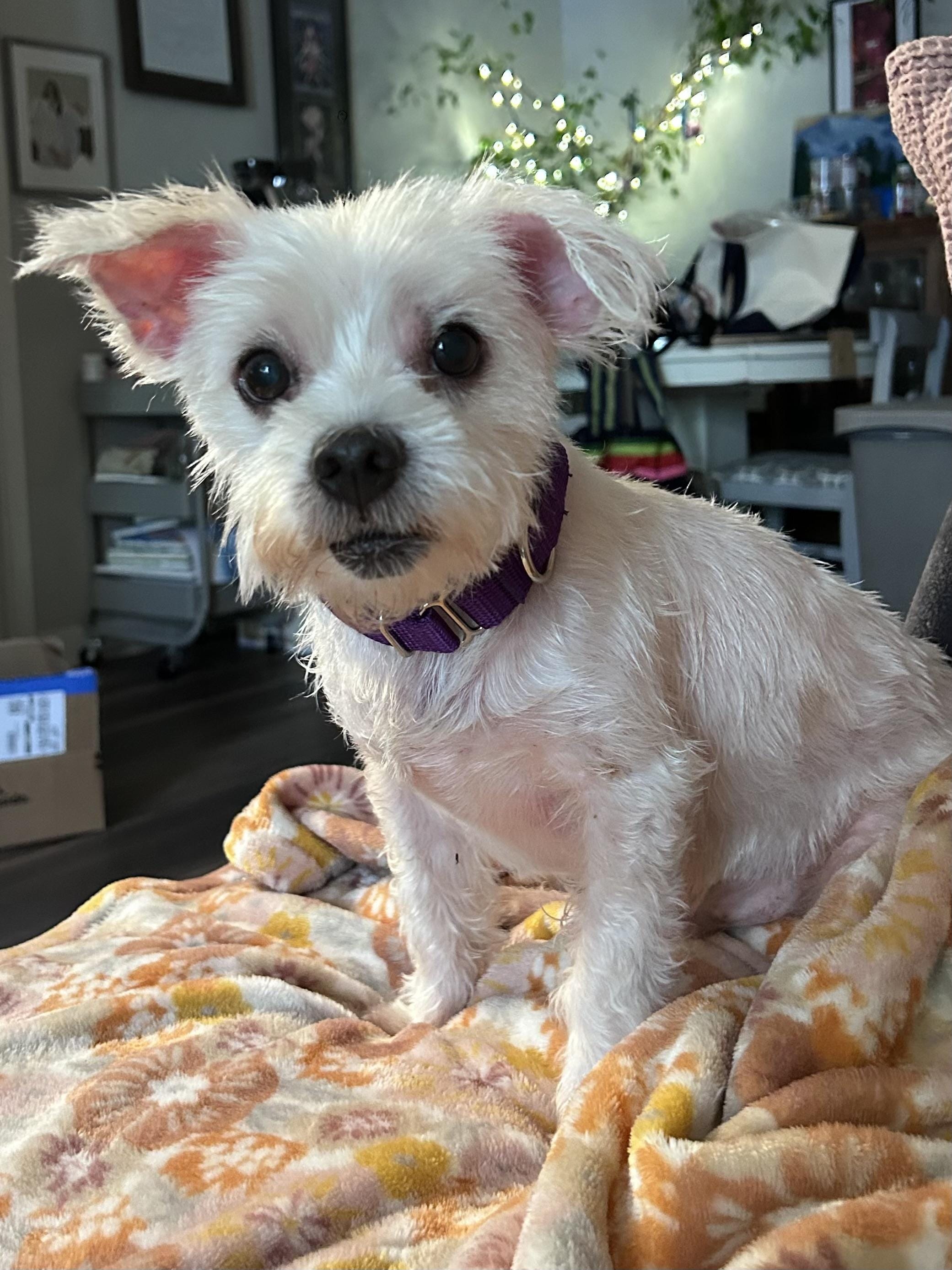 Finn