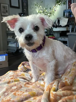 Finn