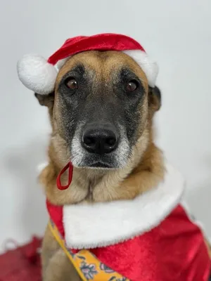 Mila-One of our Amazing Rescue Dogs