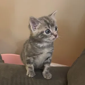 Zeki