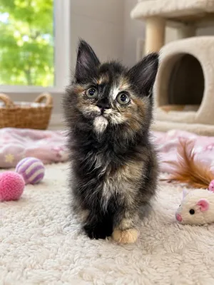 Nyx