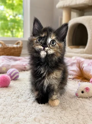 Nyx