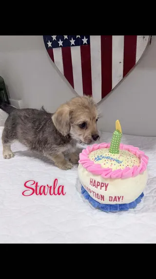 Starla