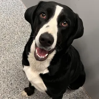 Janie