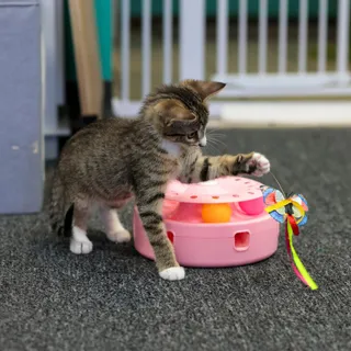 Moana