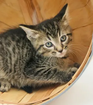 Cane is sweeter than sugar - super teeny too