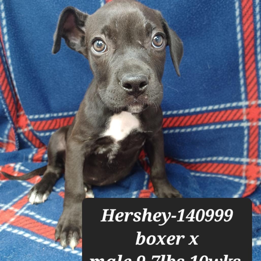 Hershey