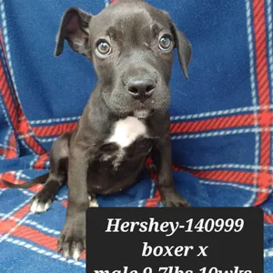 Hershey