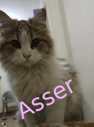 Asser