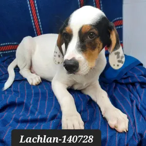 Lachlan