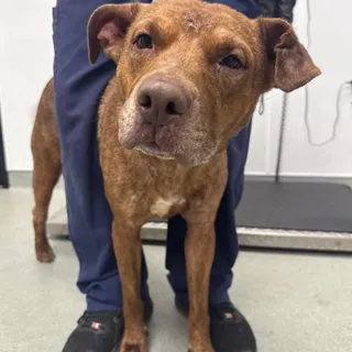 Nova