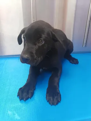Nova