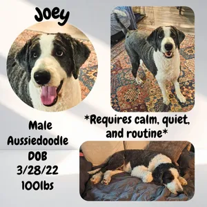 Joey