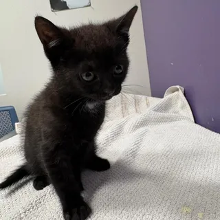 Squeakers