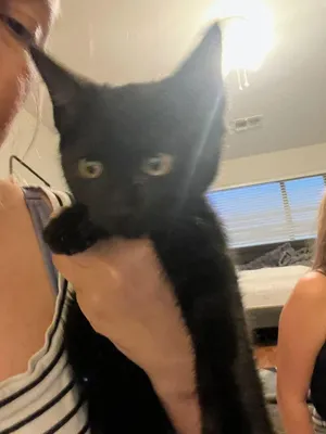 Purrfessor