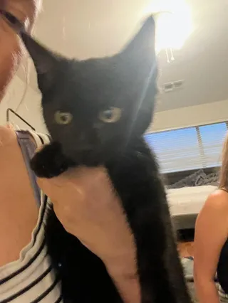 Purrfessor