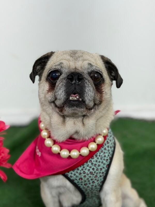 Peg-One of our Amazing Rescue Dogs